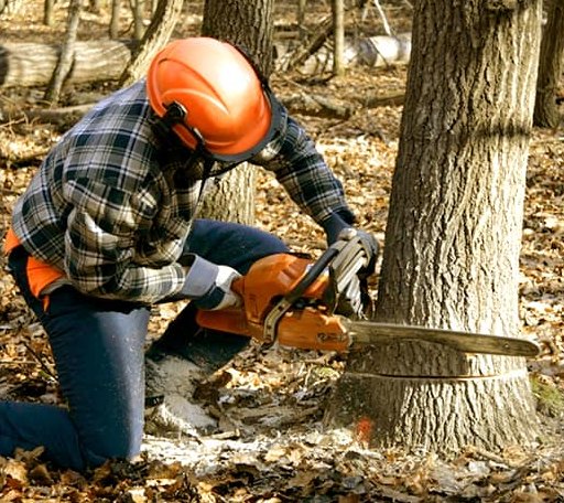 Tree Removal in La Conner, WA